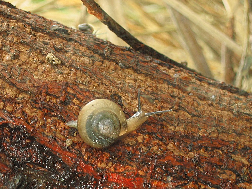 でんでん虫の木