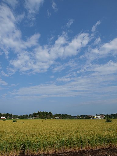 秋も近づいてきたような・・・