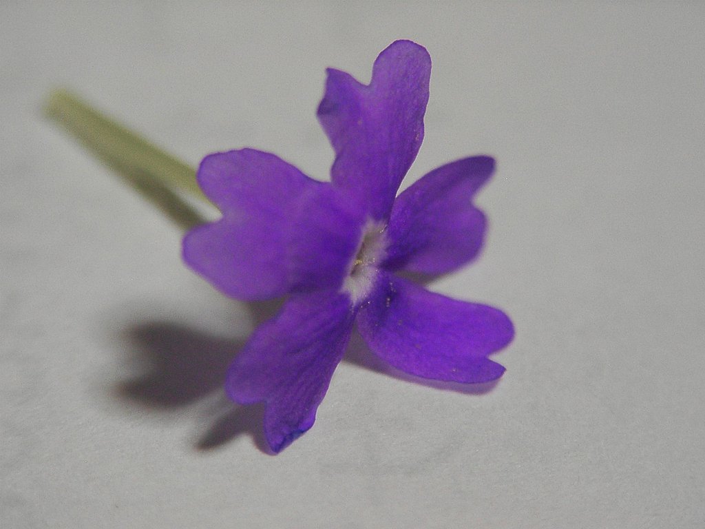 落花