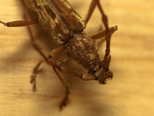カミキリ虫か？