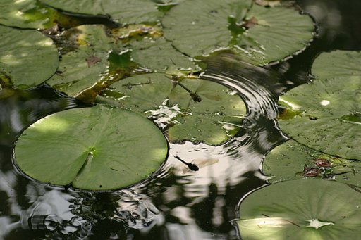 二重富士ならぬ、二重トンボ