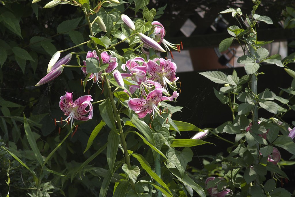 Telyt　280/4.8　(L39)