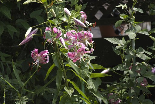 Telyt　280/4.8　(L39)