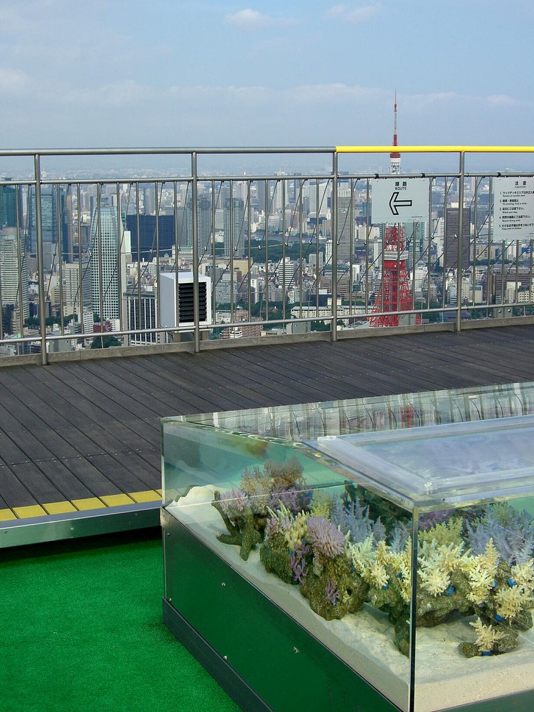 東京タワーと珊瑚礁