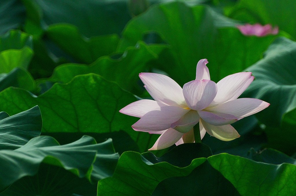はすの花