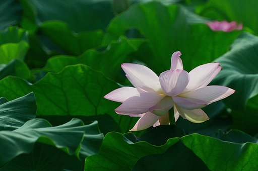 はすの花