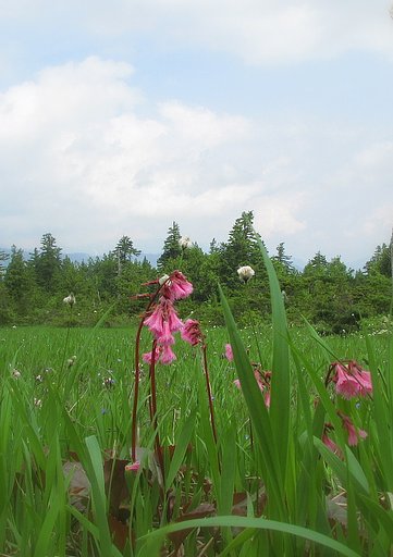 夏近し
