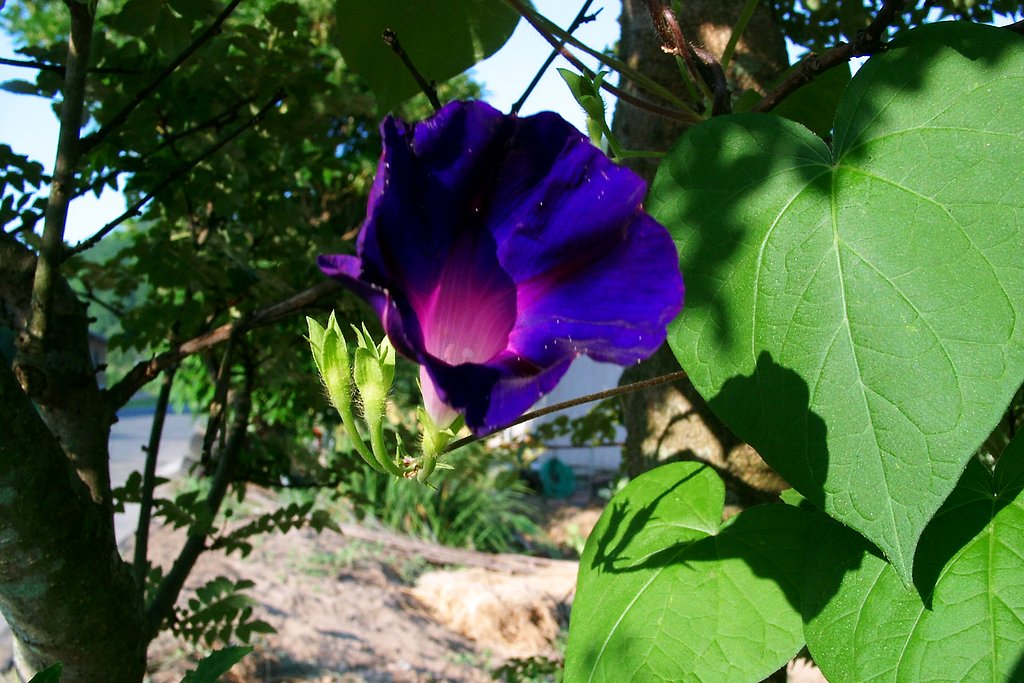 朝顔の花（一番小さい花)