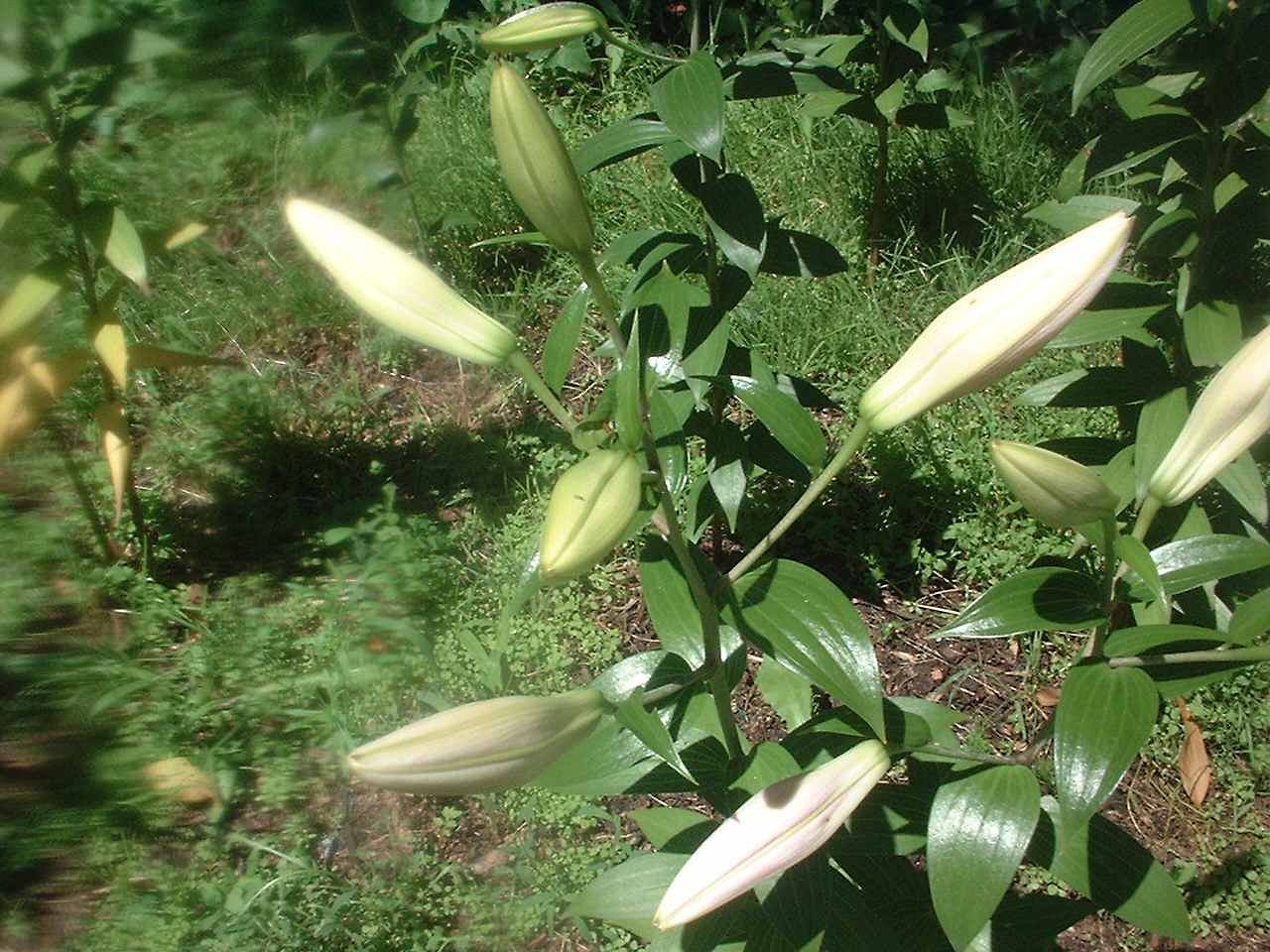 蕾