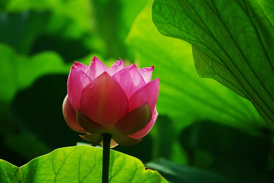花は早起き