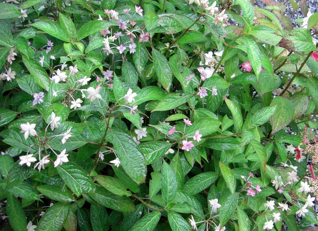 ヤマアジサイの寄せ植え（その２）完