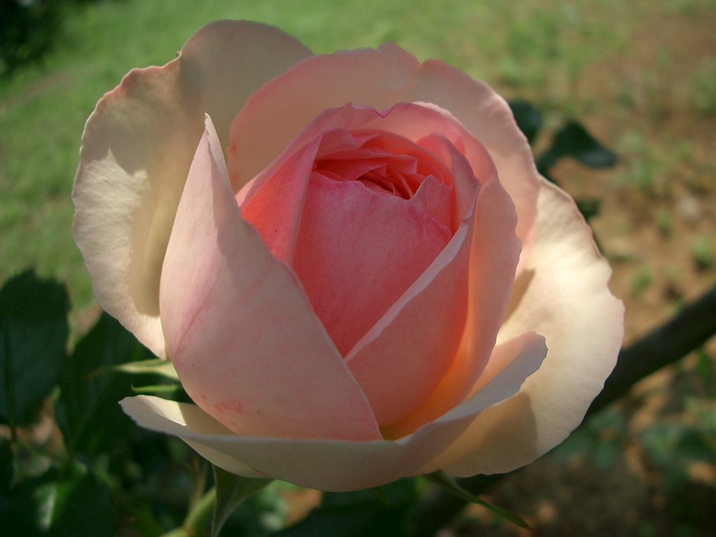 〜薔薇〜