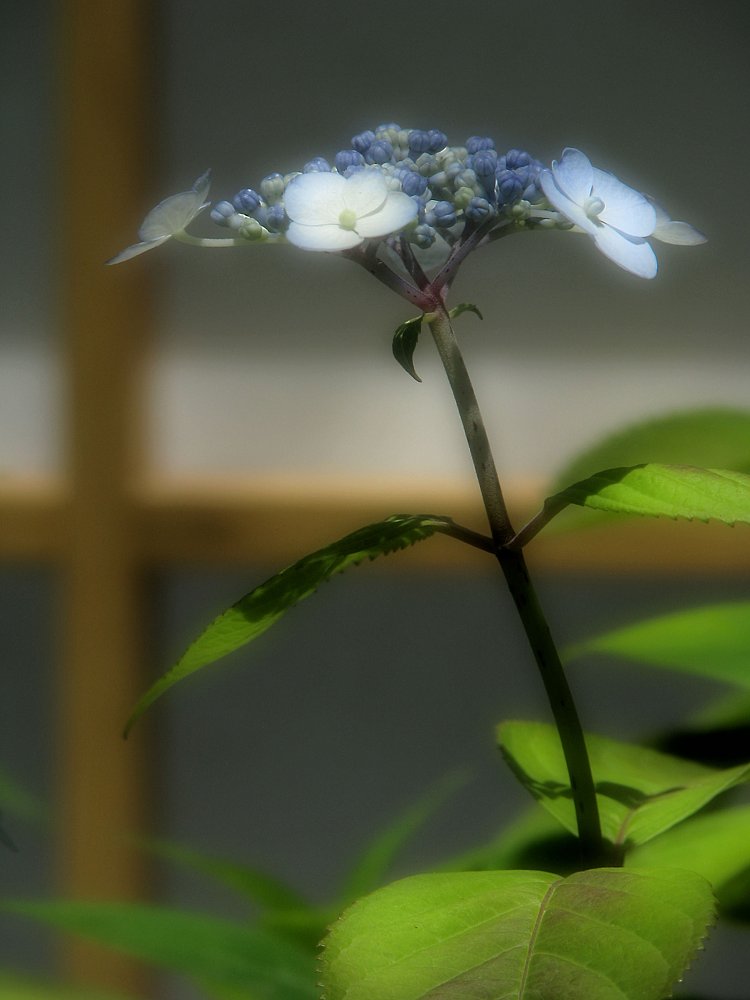 縁側の花