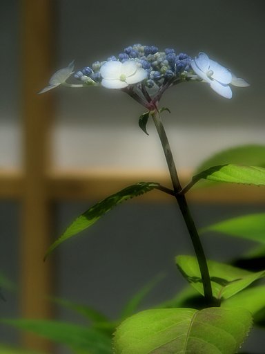 縁側の花