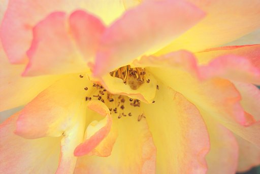 「植」輝ける薔薇