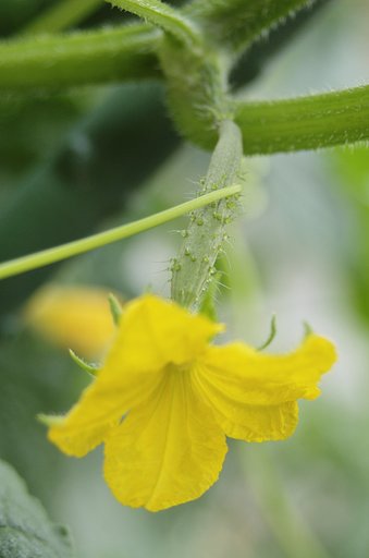 きゅうりの花