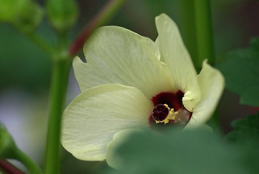 オクラの花