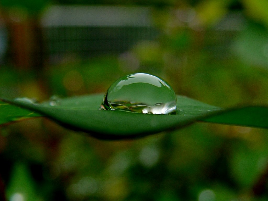 雨水　水滴　水玉
