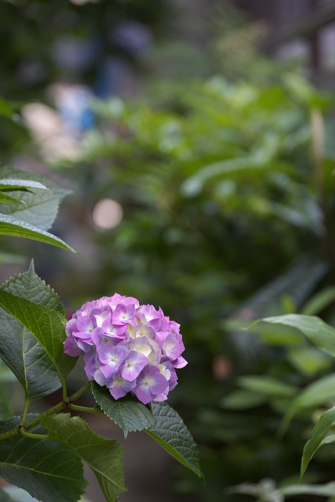 路地裏の華