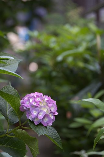 路地裏の華