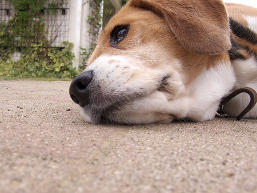 だっ大丈夫　生きてます