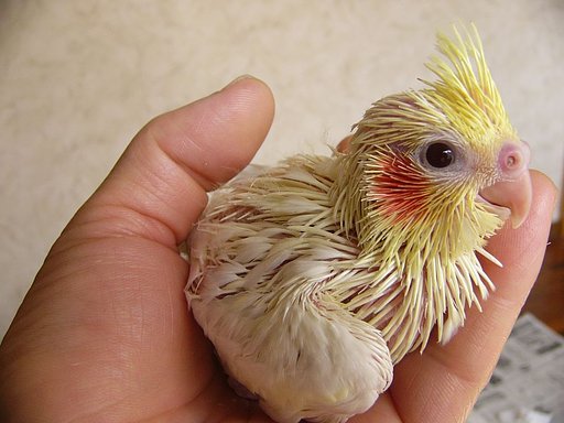 オカメです