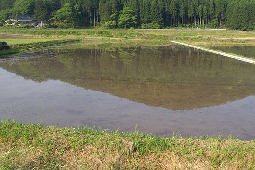 田植えの準備が出来ました。