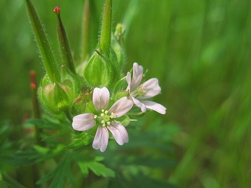 【植】野の花：アメリカフウロ〜