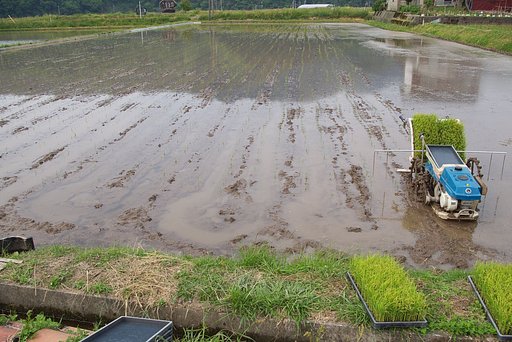 昔の田植え機で田植えをしました。