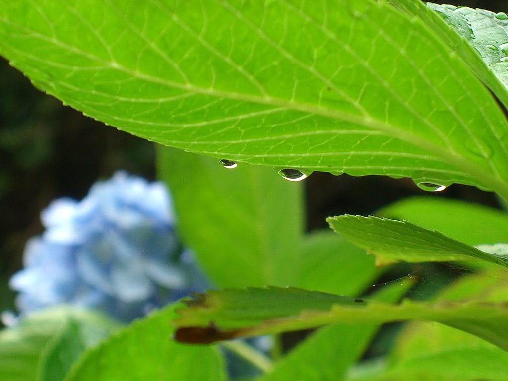 雨に