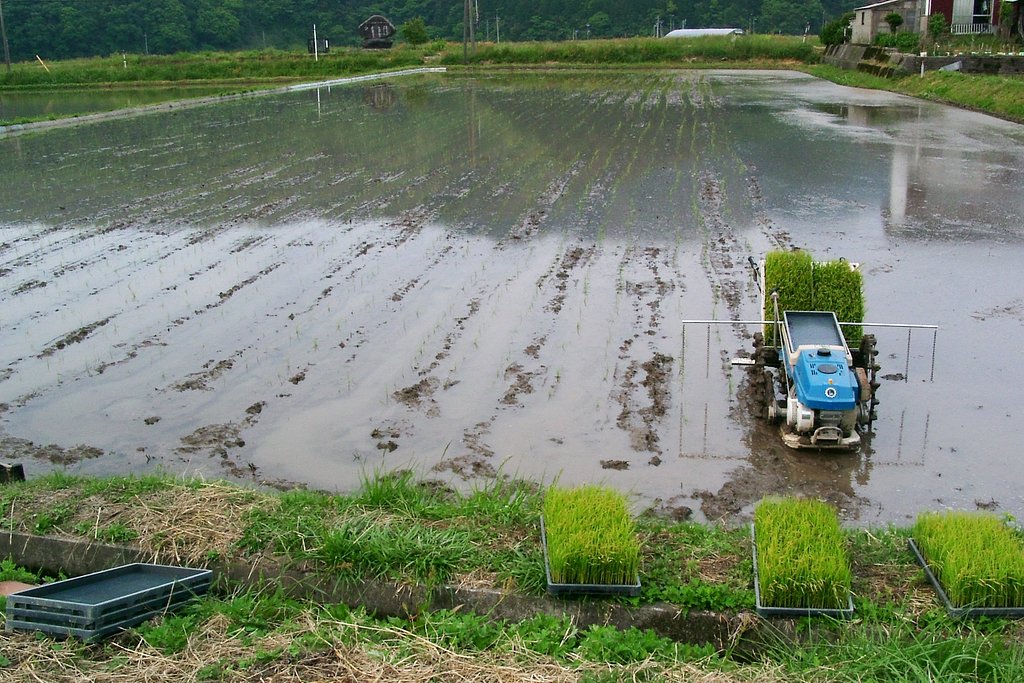 田植えをしました。