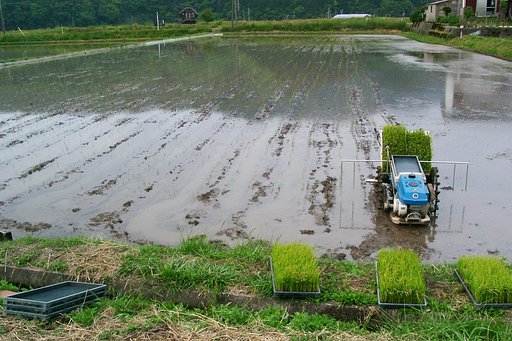 田植えをしました。