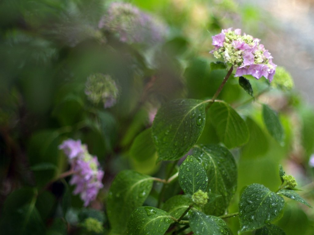 雨と紫陽花