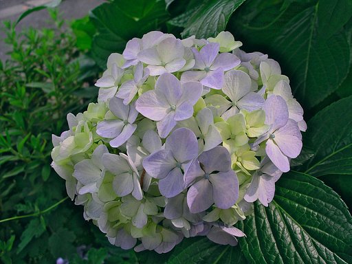 紫陽花の葉っぱ