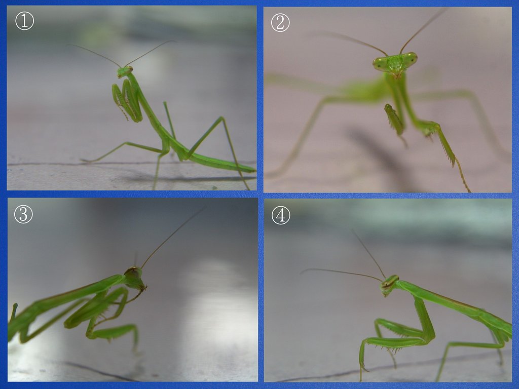 カマキリ四態