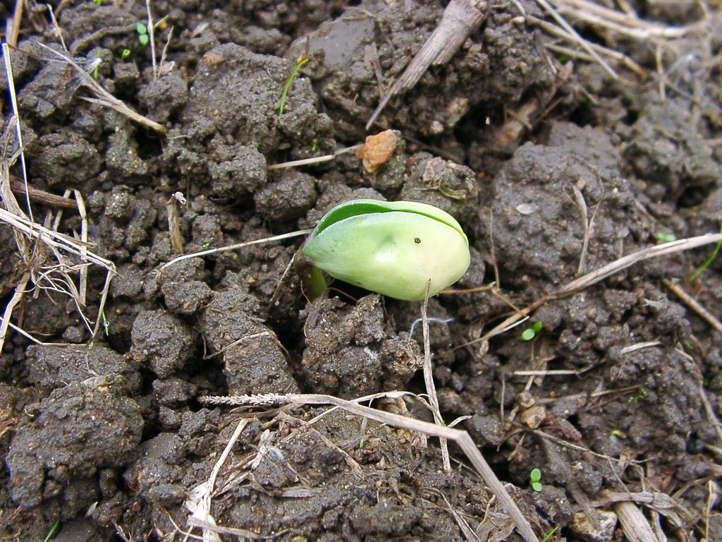 減反水田の黒大豆の芽が出ました。