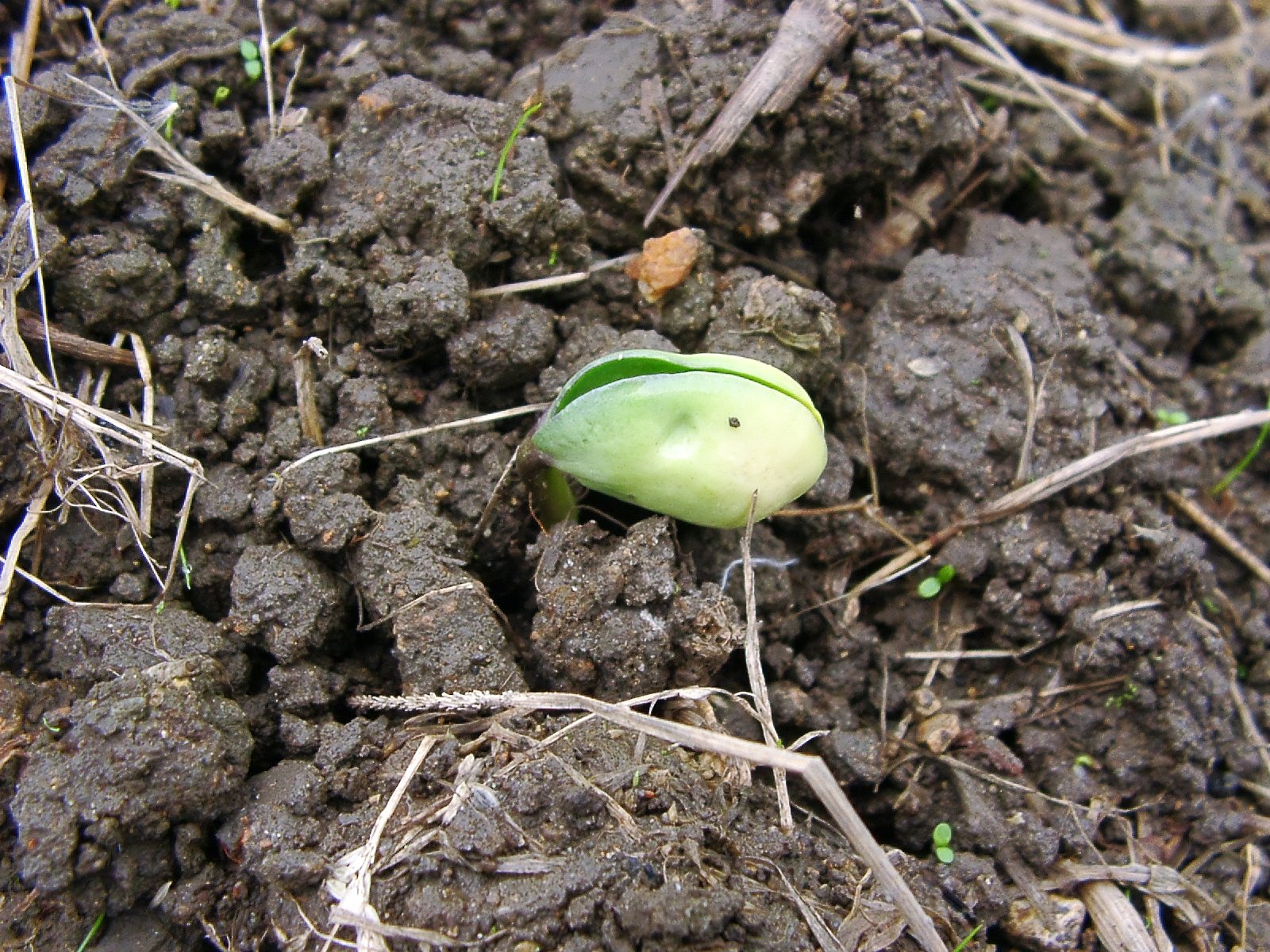 減反水田の黒大豆の芽が出ました。