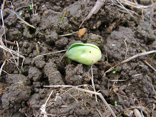 減反水田の黒大豆の芽が出ました。