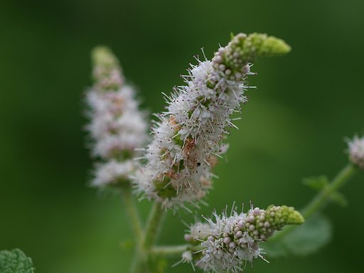ミントの花