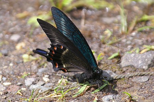 吸水するカラスアゲハ♂