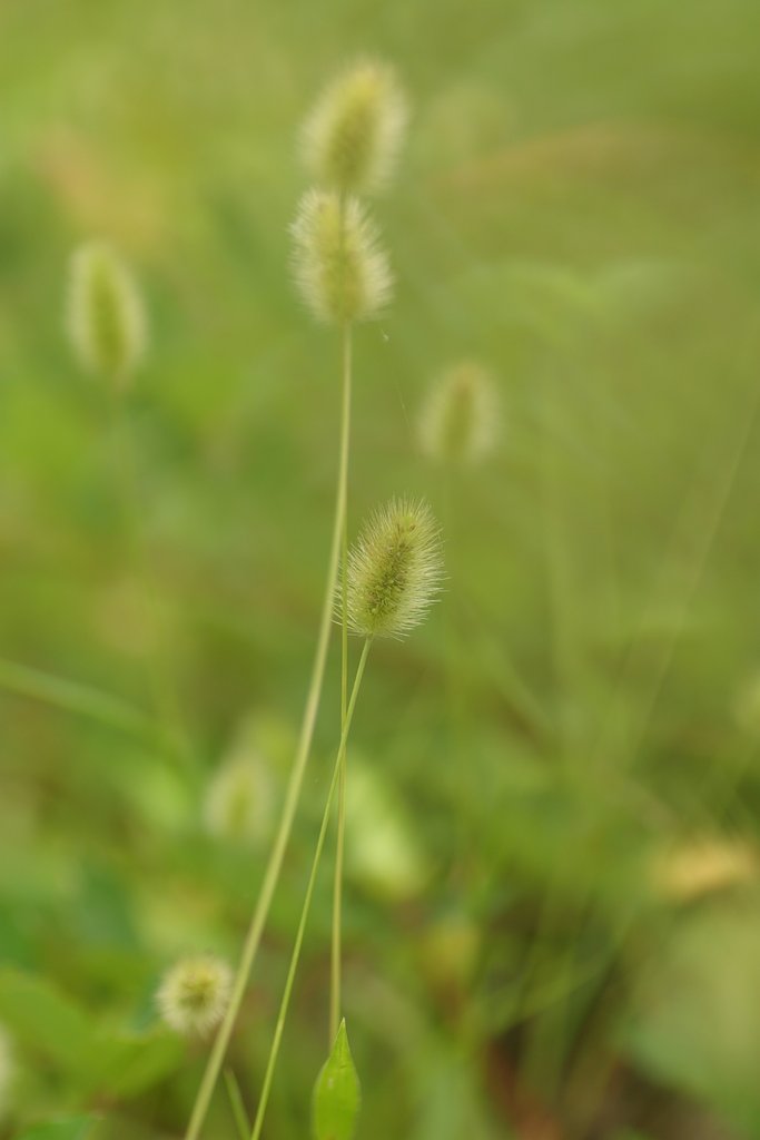けむし草