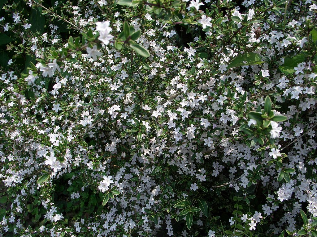 庭の花⑱