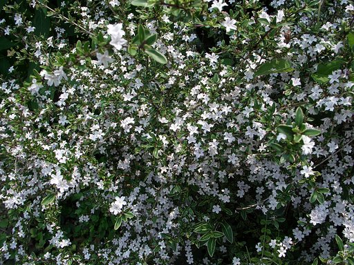庭の花⑱