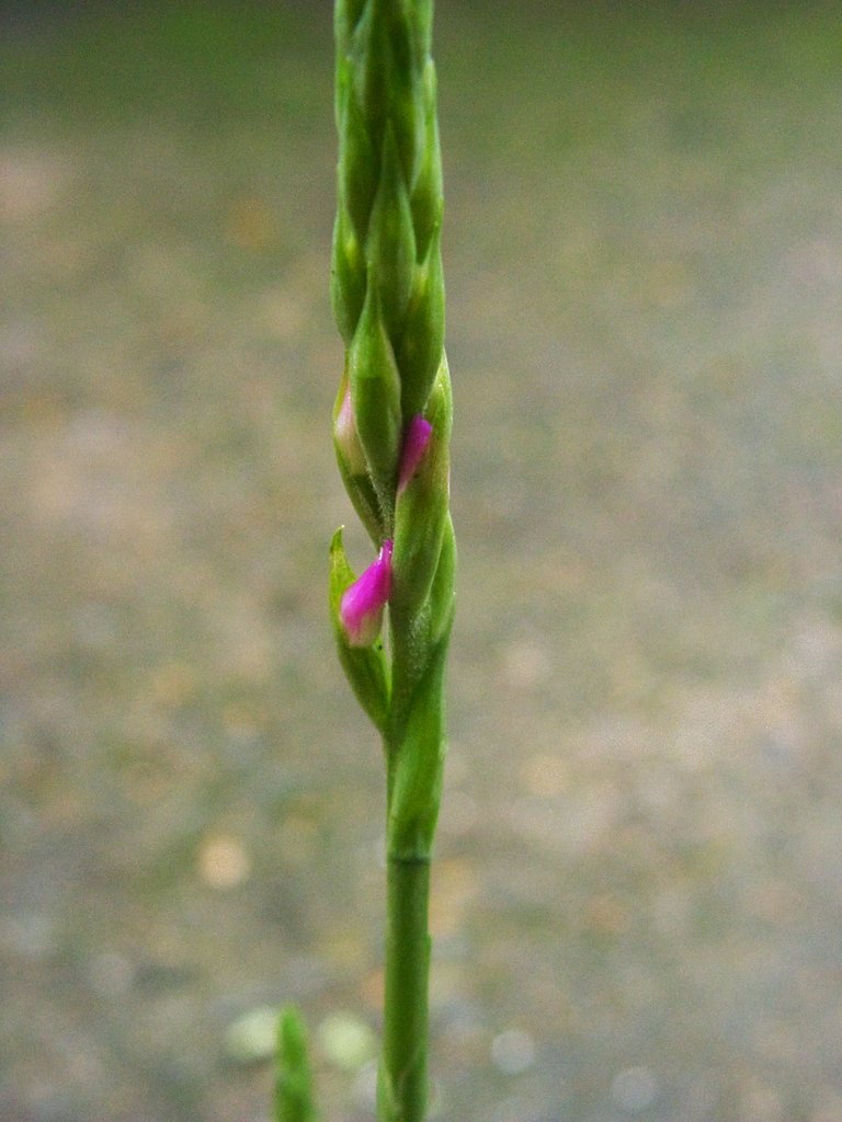 プランター植えのネジバナ(モジズリ)