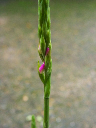 プランター植えのネジバナ(モジズリ)