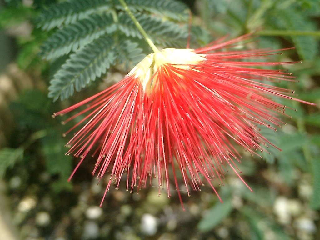 ヒネム（緋合歓）の花