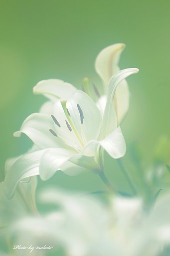 可睡ユリ園にて・・