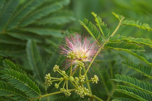 ねむの木の花が咲き始めました。