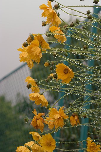 「植」雨中のオレンジ