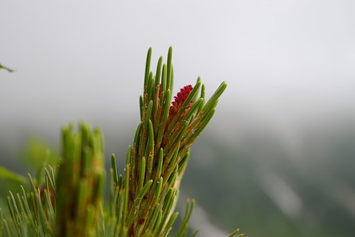 松の花